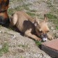 Estiraito tomando el sol.... ya lo tocaba pobre... salir un pokito